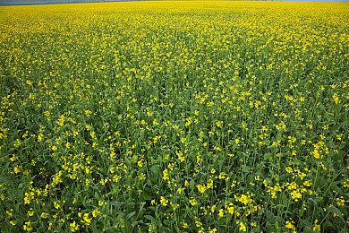 橄榄球模拟游戏《橄榄球22》现已上线Steam 暂不支持键鼠操作